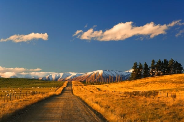 Central Otago Dirt road and flower trail