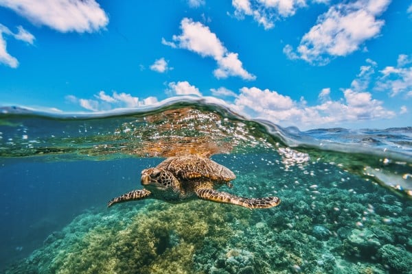 Great barrier reef turtle swimming