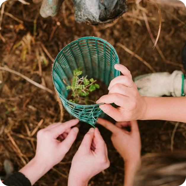 Seedling in ground