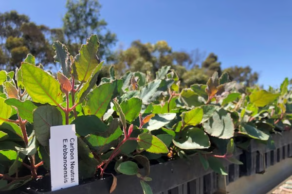 jucy gives plants  ResizedImageWzYwMCwzOTld