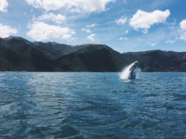 Whale jumping at Kaikoura, NZ south island
