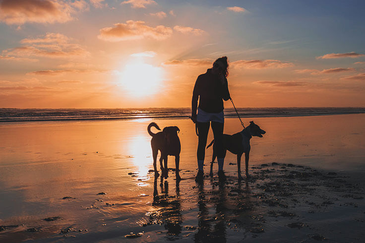 DOgs In Coromandel Actual Sizing