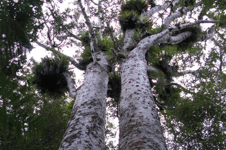 Kauri FOrest Actual Sizing