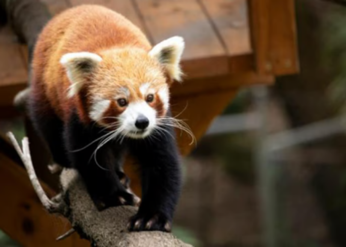 WHERE TO STAY IN THE GOLD COAST IMAGE