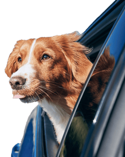 Dog in vehicle - $299 flat fee at checkout Dog in vehicle - $299 flat fee at checkout