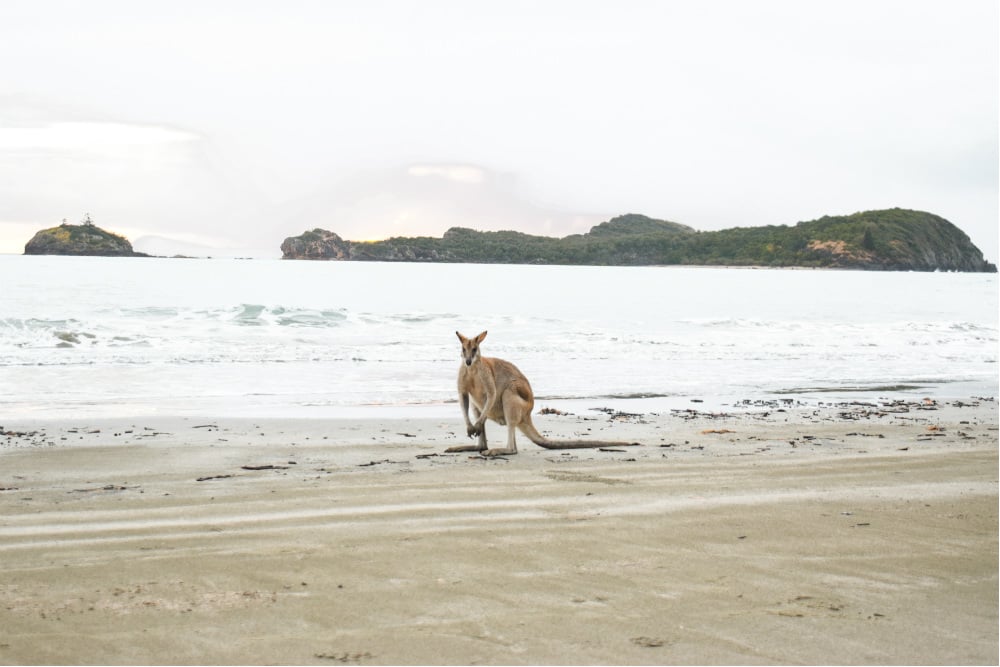 kangaroo on cape hillsborough beach