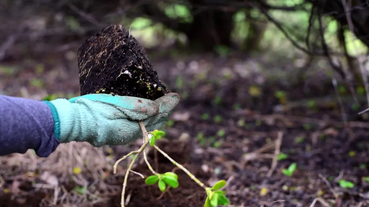 94972f93cbdc081d964a3ede33c944520d881b8e