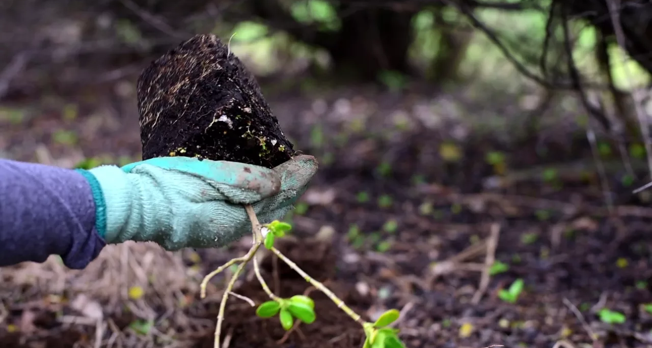 94972f93cbdc081d964a3ede33c944520d881b8e