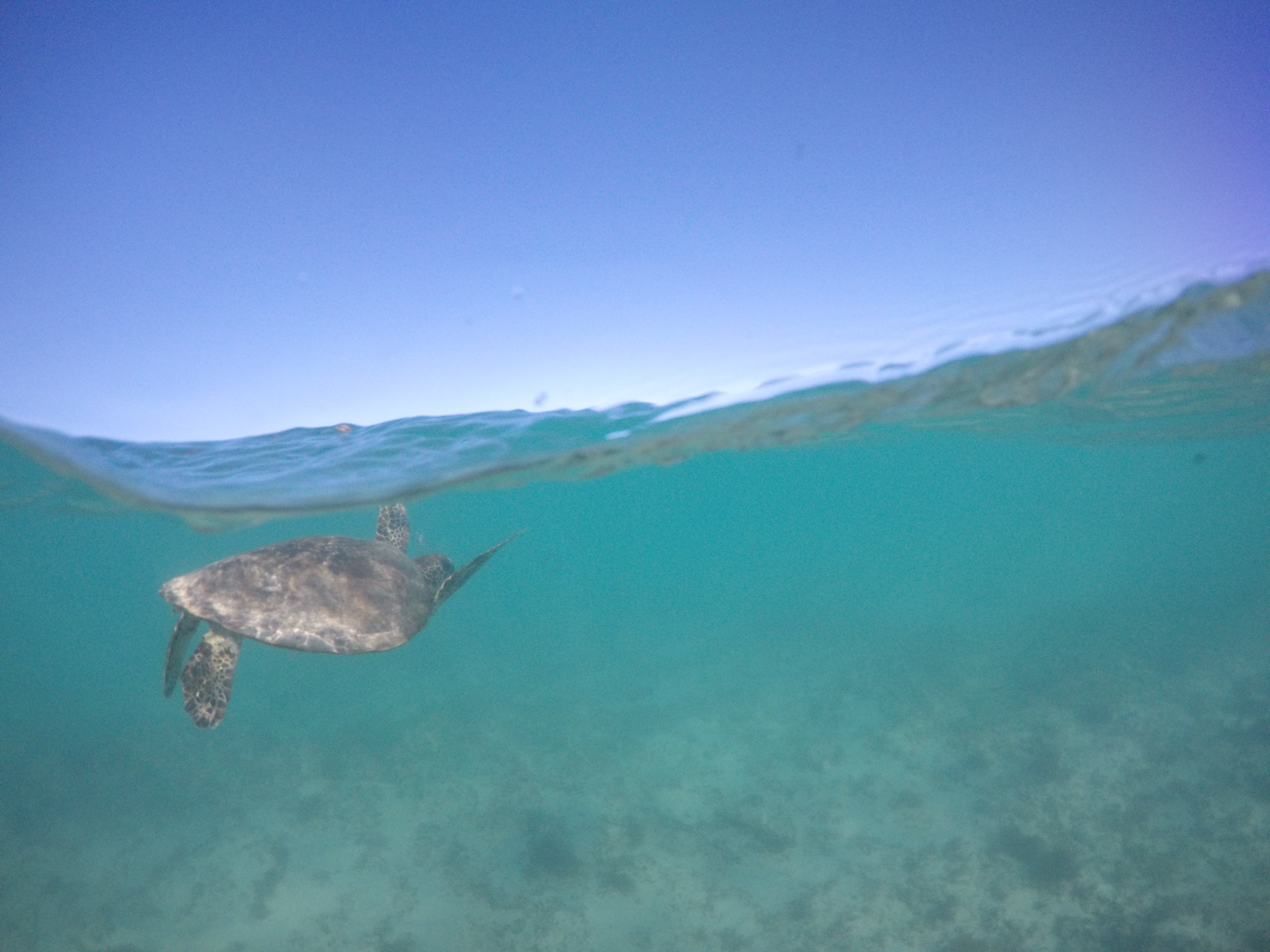 Alex Cable   Champ   September17   Aus  75(1)