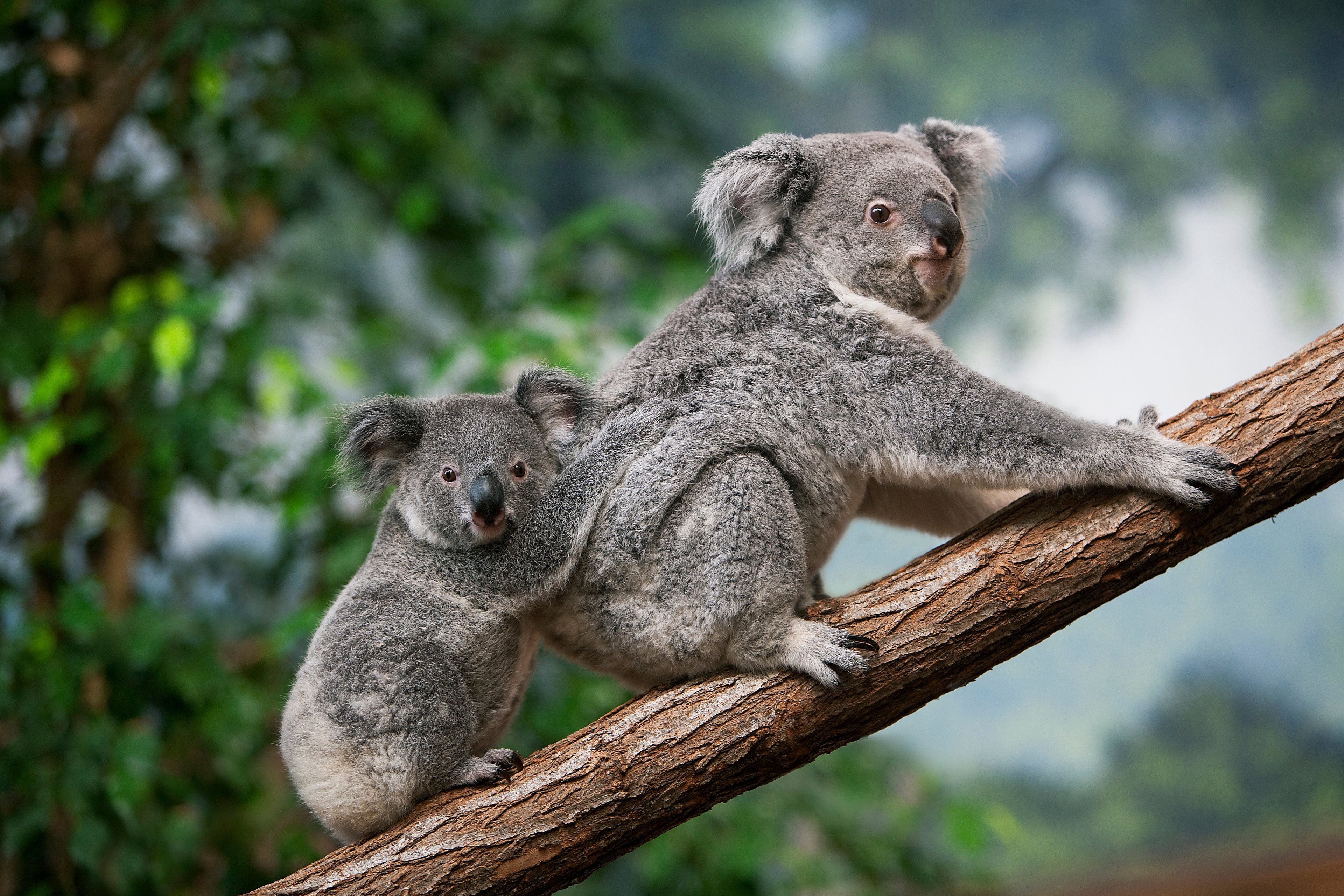 Holding a koala at Lone Pine Koala Sanctuary Brisbane