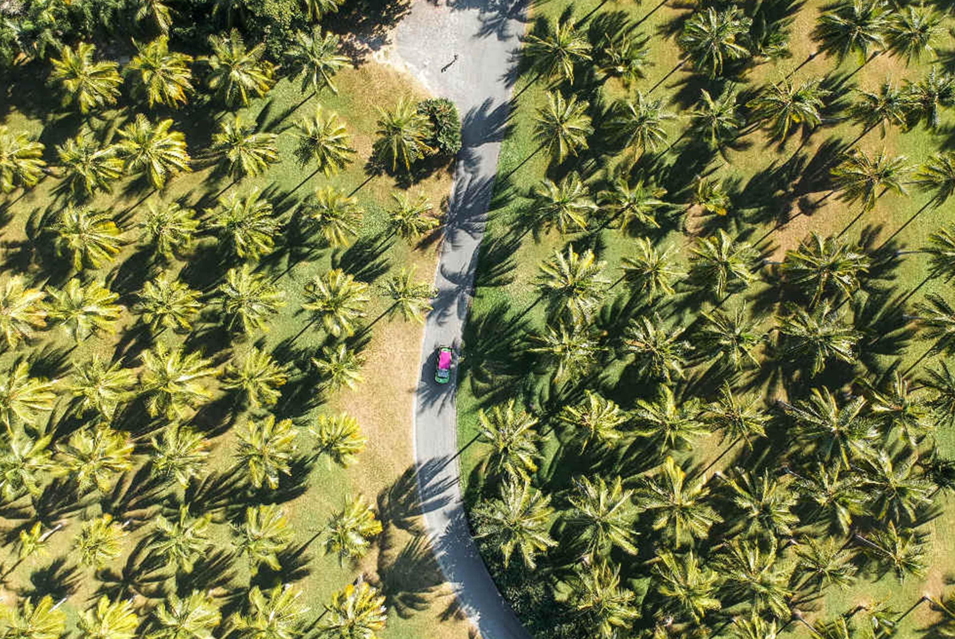 cairns to cape tribulation road trip itinerary COVER